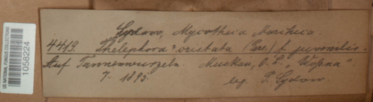 Sebacina incrustans image